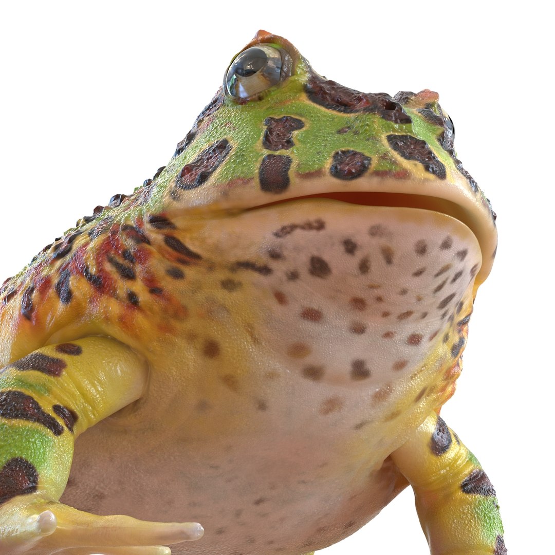 3d pacman frog rigged model https://p.turbosquid.com/ts-thumb/KW/MQxUl4/vbC1IJfJ/pacmanfrogriggedcinema4d3dmodel25/jpg/1479916458/1920x1080/fit_q87/6e7aae34df18610b90f073c9c0f93f914d567b3d/pacmanfrogriggedcinema4d3dmodel25.jpg