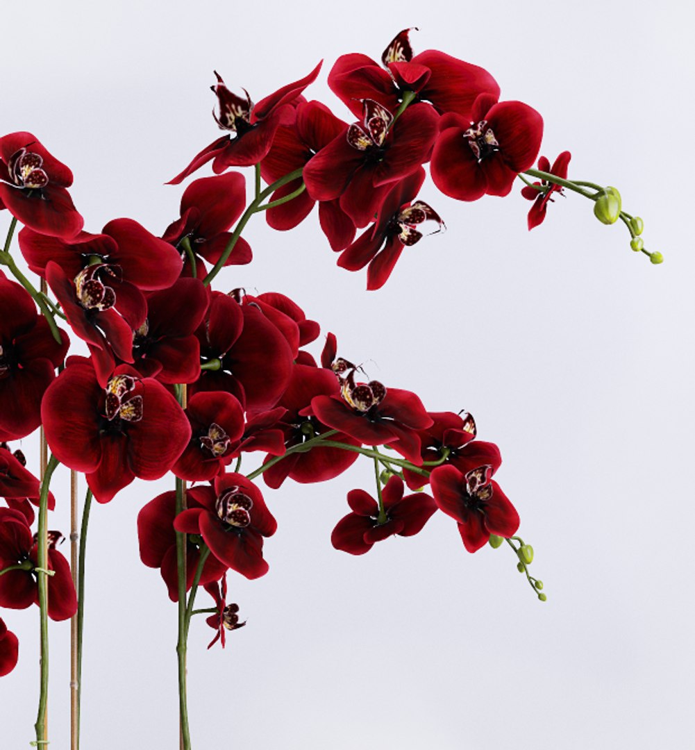orchid 3d model