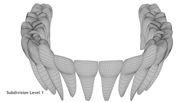 3D model permanent teeth - TurboSquid 1609178