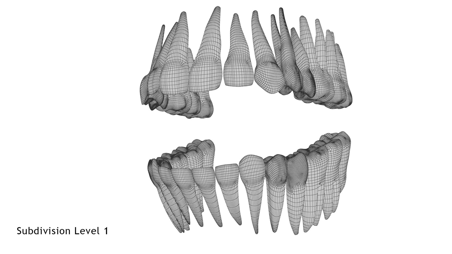 3D model permanent teeth - TurboSquid 1609178