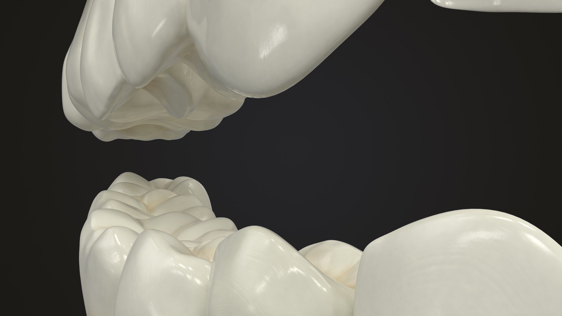 3D Model Permanent Teeth - TurboSquid 1609178