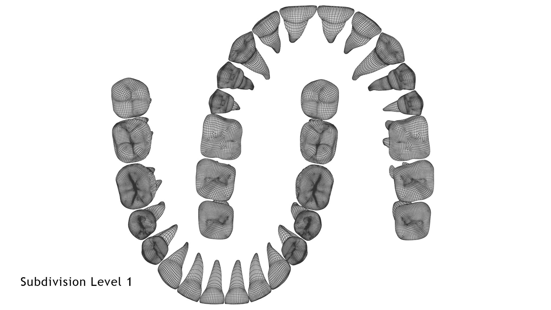3D model permanent teeth - TurboSquid 1609178