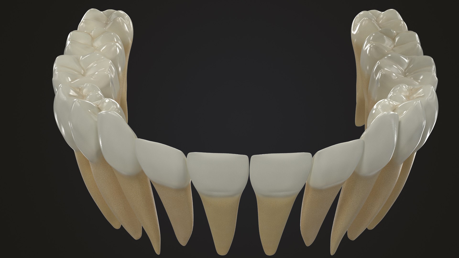 3D Model Permanent Teeth - TurboSquid 1609178