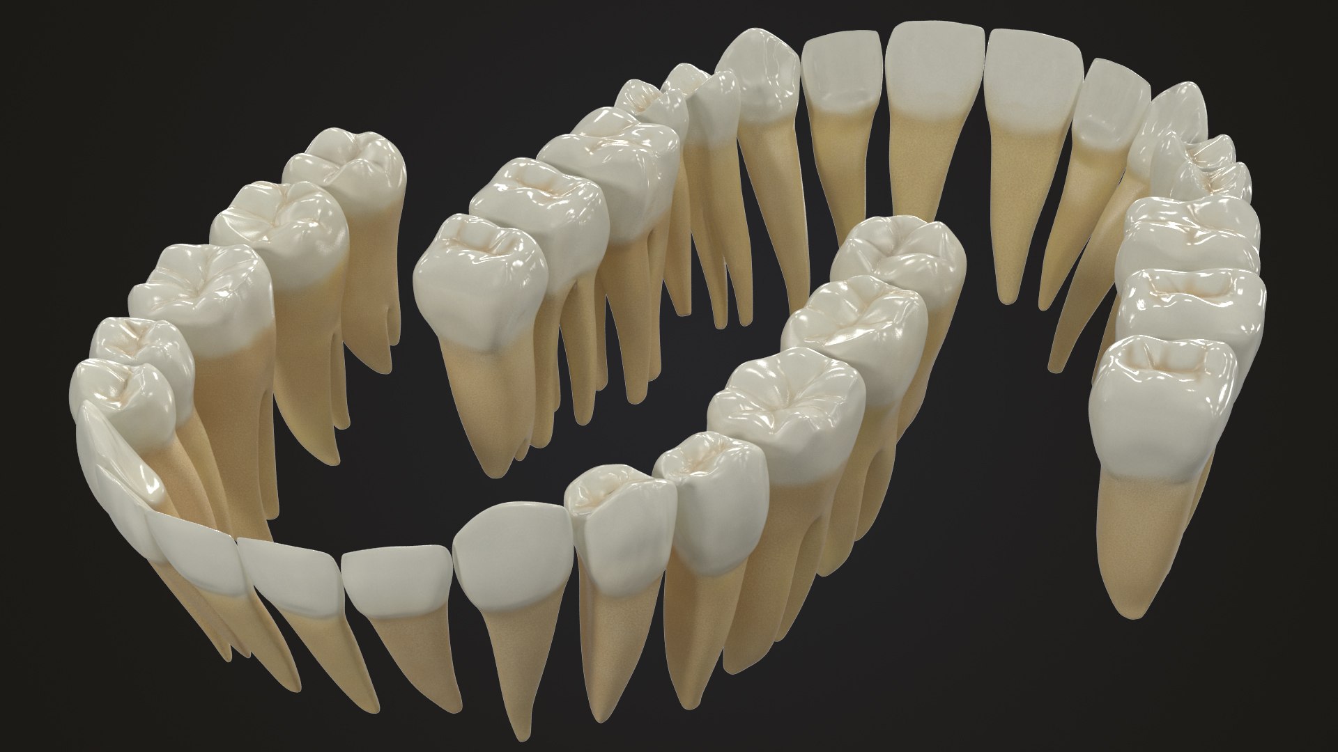 3D Model Permanent Teeth - TurboSquid 1609178