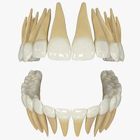 Realistic Teeth Permanent Dentition