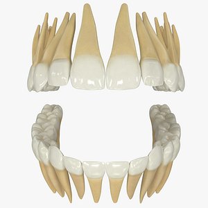 Realistic Teeth Permanent Dentition