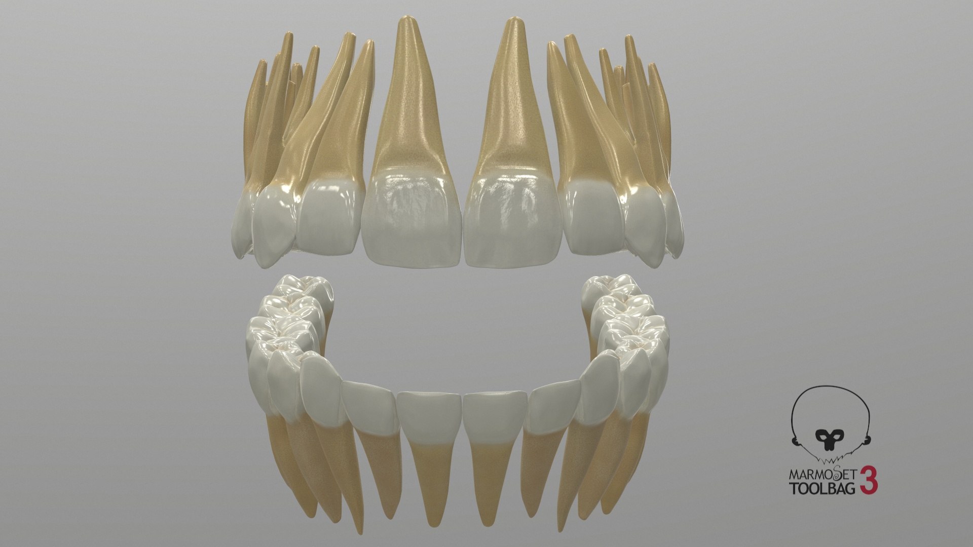 3D Model Permanent Teeth - TurboSquid 1609178