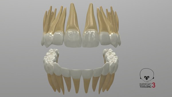 3D model permanent teeth - TurboSquid 1609178