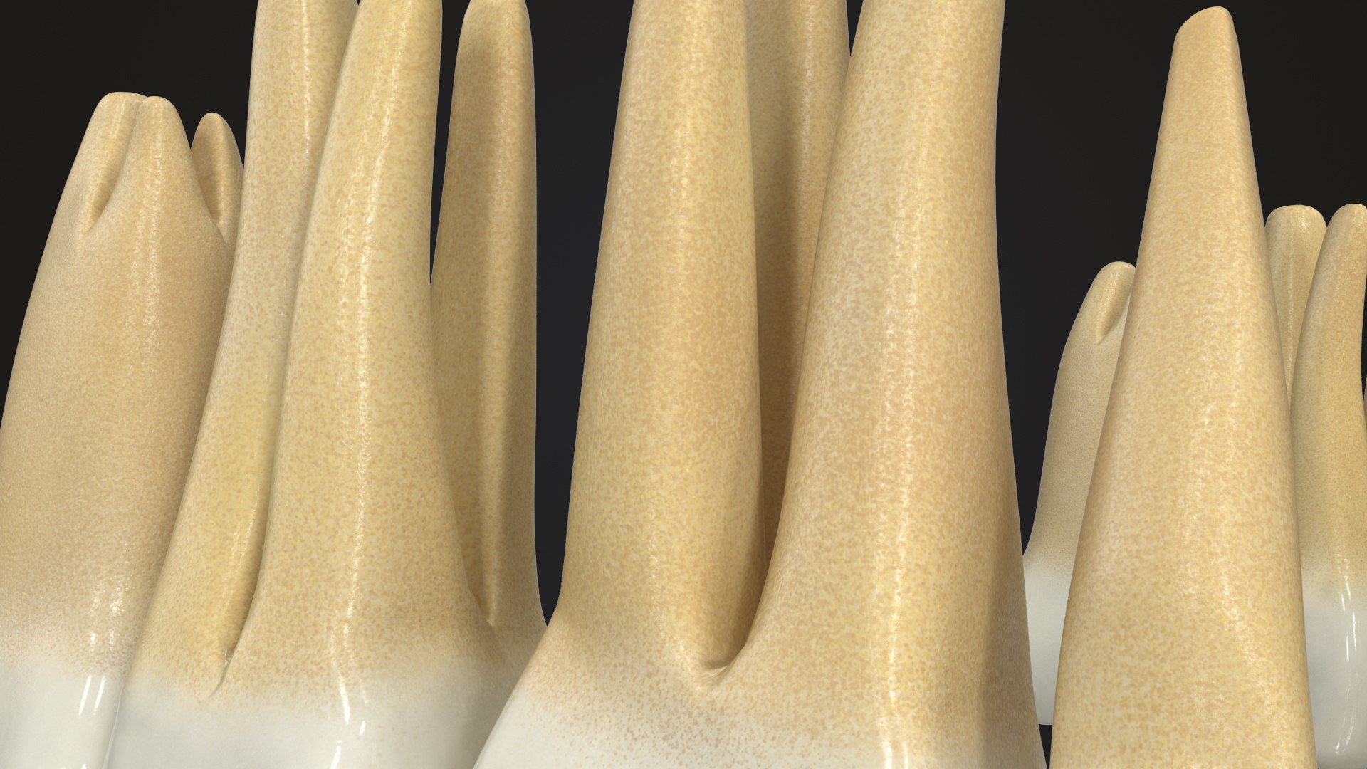 3D Model Permanent Teeth - TurboSquid 1609178