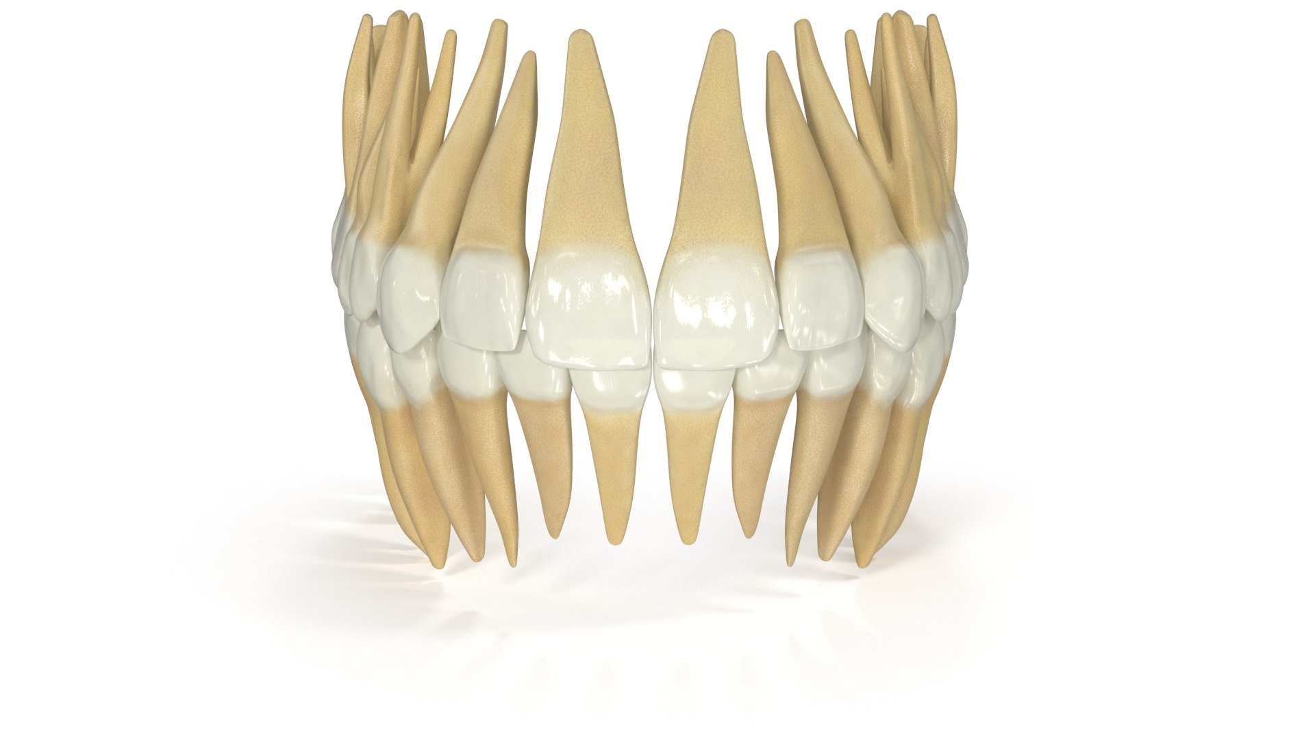 3D Model Permanent Teeth - TurboSquid 1609178