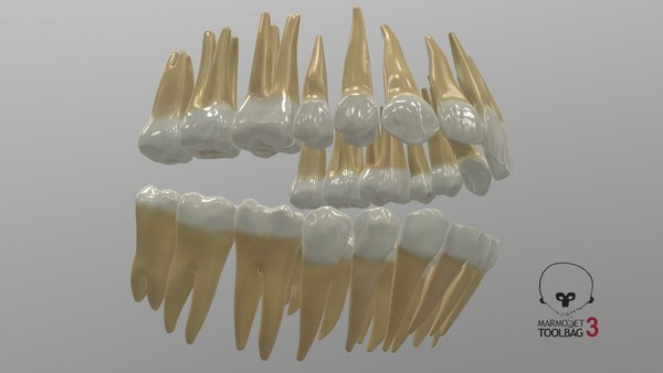 3D model permanent teeth - TurboSquid 1609178