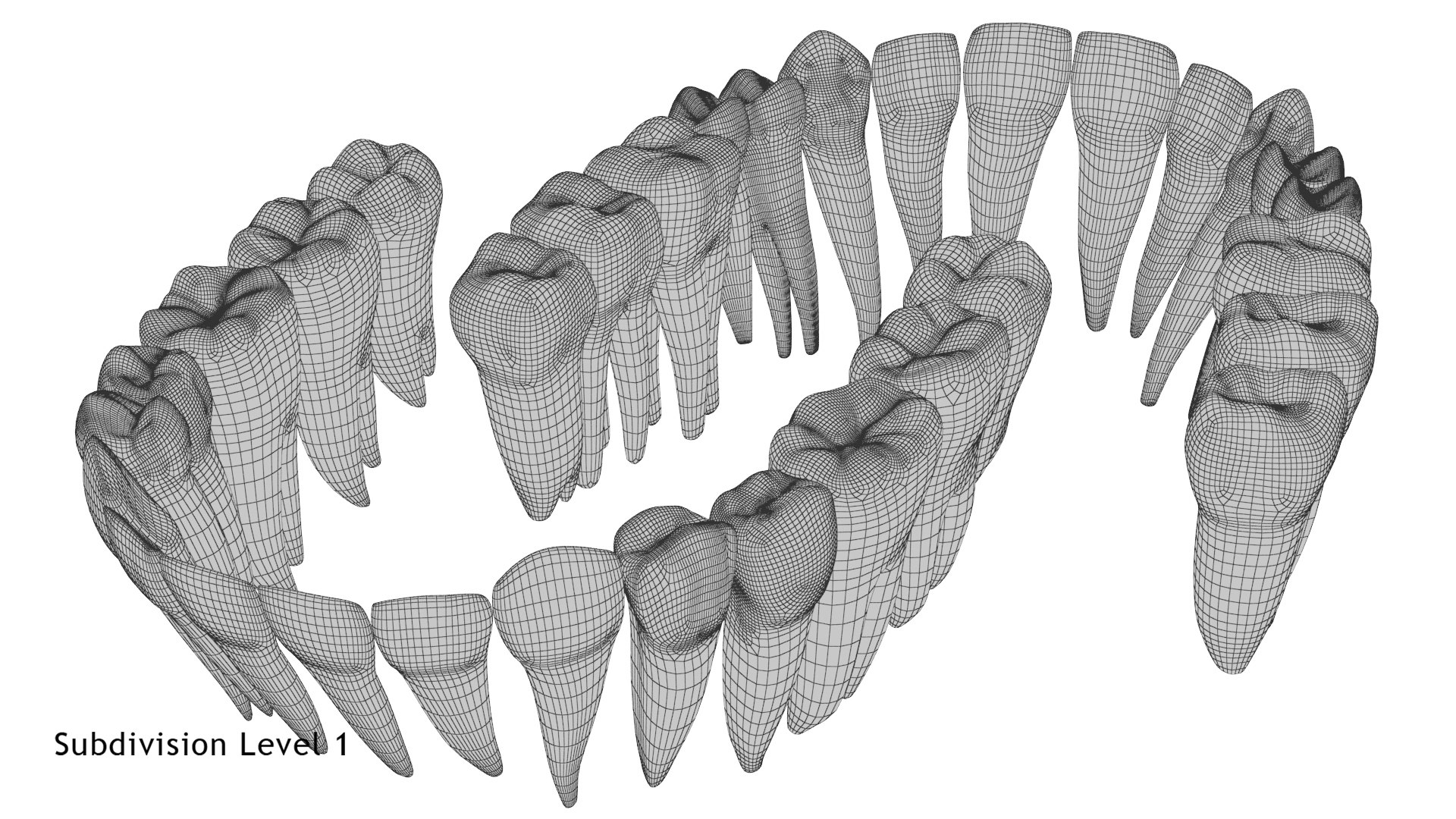 3D model permanent teeth - TurboSquid 1609178
