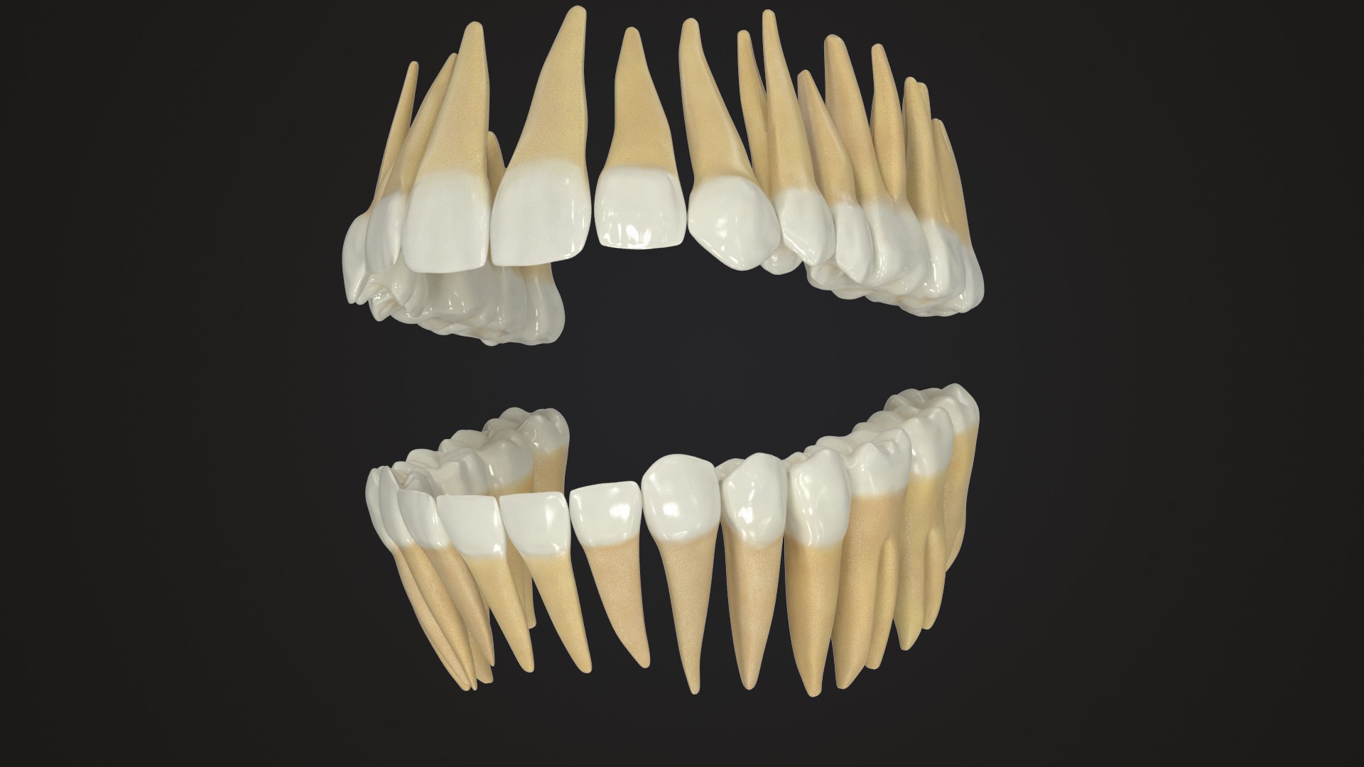 3D Model Permanent Teeth - TurboSquid 1609178