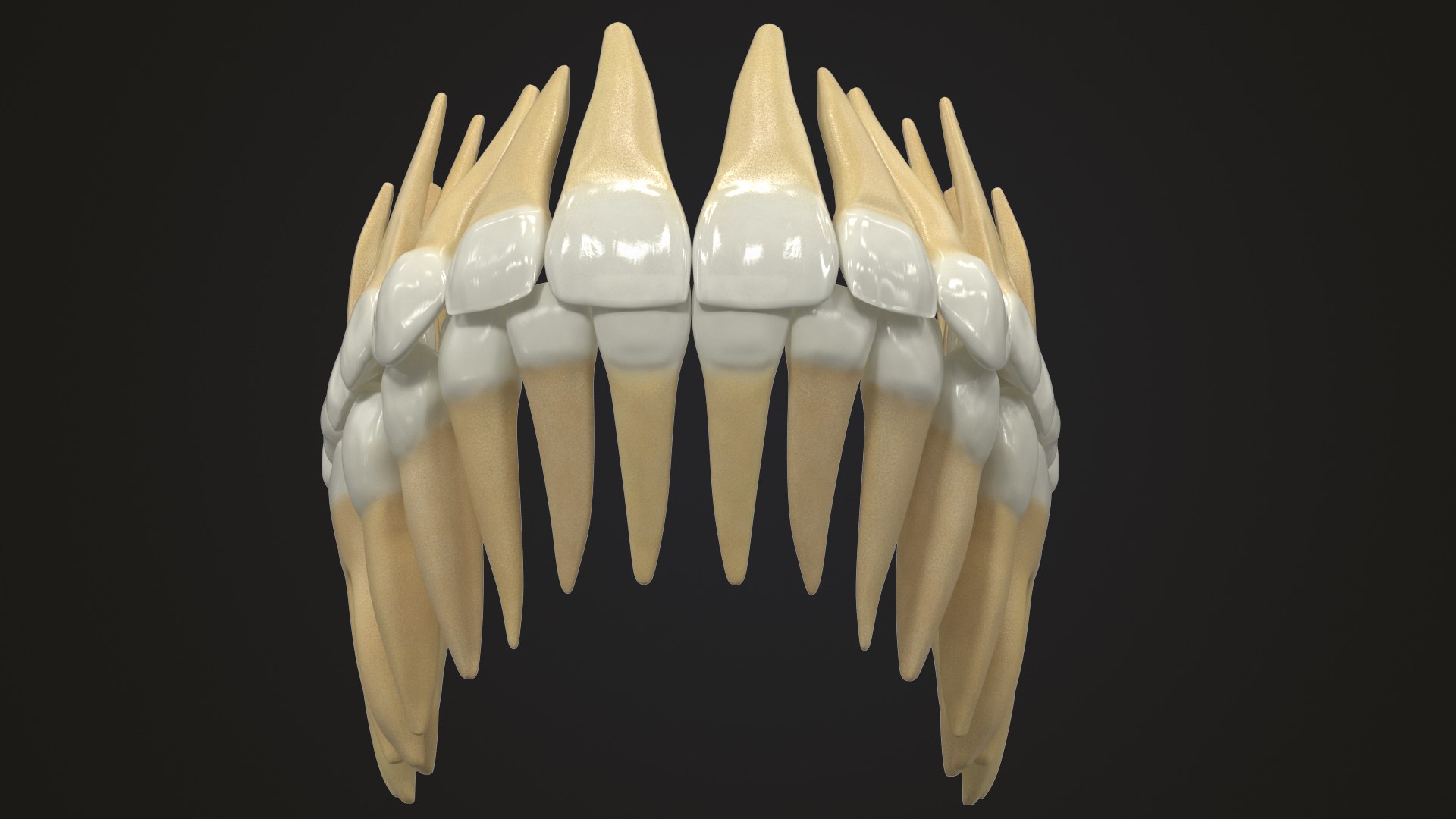 3D Model Permanent Teeth - TurboSquid 1609178