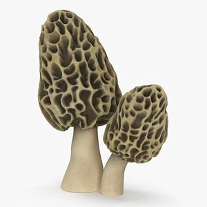 Morel