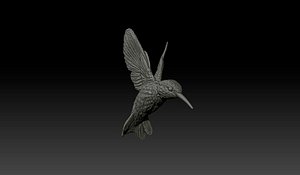 Humming Bird (Trochilidae)
