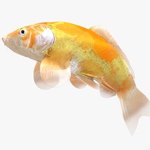 3D Japanese Carp Fish Rigged L1818 model