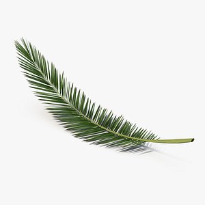 Palm Branch