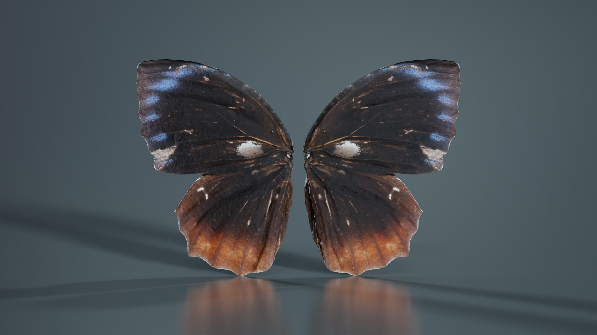Common Palmfly Remastered 3D https://p.turbosquid.com/ts-thumb/KW/q4unwd/2D/common_palmfly_03/jpg/1740092954/1920x1080/fit_q87/a7ffe11eeb2930f4c633284739f68a251d3e816e/common_palmfly_03.jpg
