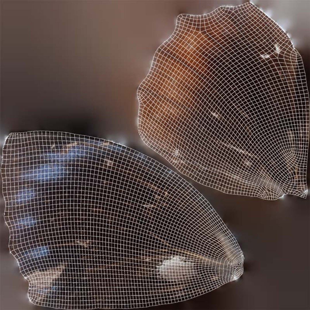 Common Palmfly Remastered 3D https://p.turbosquid.com/ts-thumb/KW/q4unwd/9v/common_palmfly_uv/jpg/1740092986/1920x1080/fit_q87/66af056067590a8bbc733da46c0aa353263c3cc5/common_palmfly_uv.jpg