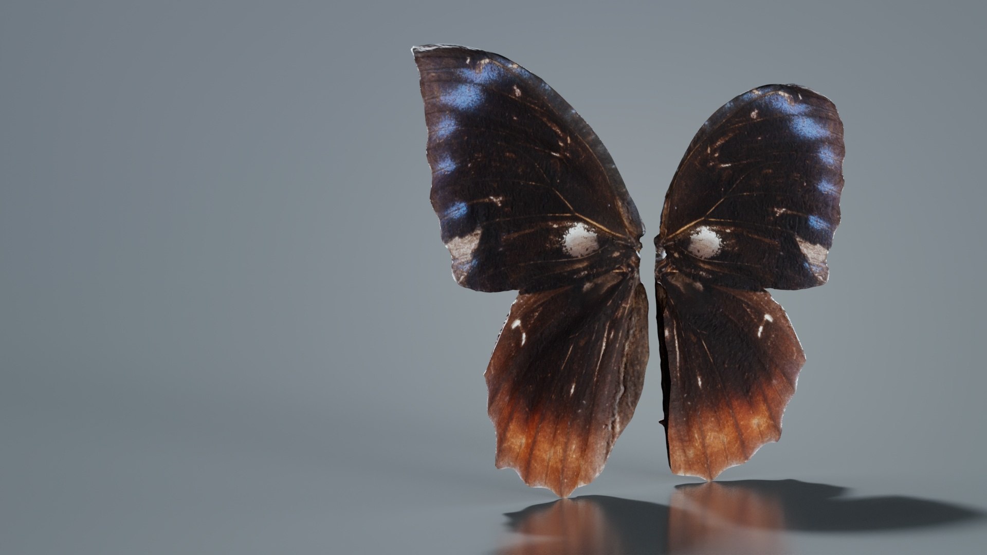 Common Palmfly Remastered 3D https://p.turbosquid.com/ts-thumb/KW/q4unwd/KM/common_palmfly_04/jpg/1740092957/1920x1080/fit_q87/08a5af19e23bfb9e94d383425b3397c27e148097/common_palmfly_04.jpg