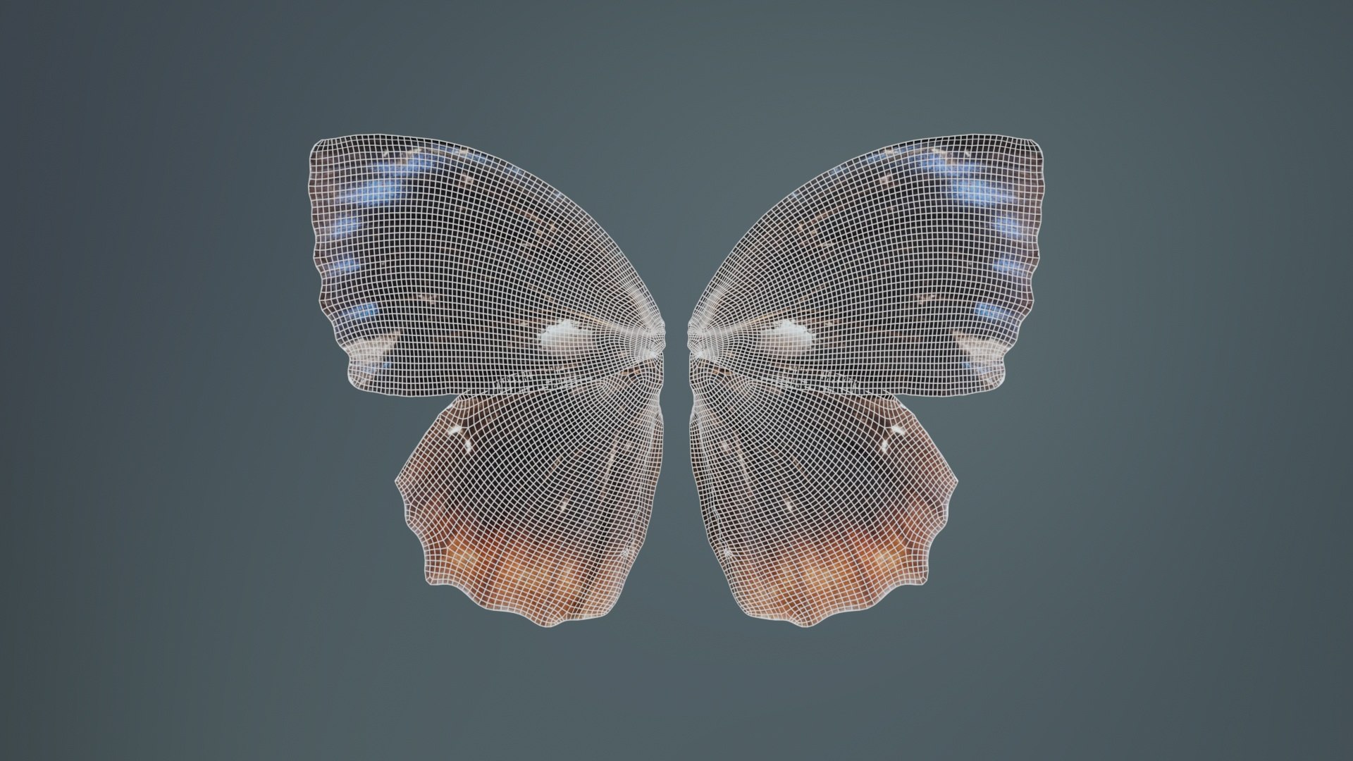 Common Palmfly Remastered 3D https://p.turbosquid.com/ts-thumb/KW/q4unwd/Qs/common_palmfly_09/jpg/1740092971/1920x1080/fit_q87/80b71e50890e69f8e3e21ee395995259702e38c8/common_palmfly_09.jpg