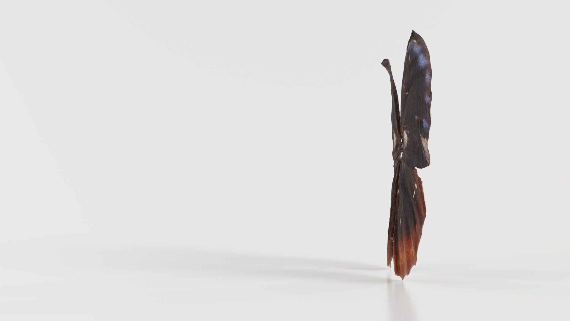 Common Palmfly Remastered 3D https://p.turbosquid.com/ts-thumb/KW/q4unwd/Wp/common_palmfly_02/jpg/1740092952/1920x1080/fit_q87/91cbff30587f5f0106ee3568879e11deb1cbe853/common_palmfly_02.jpg