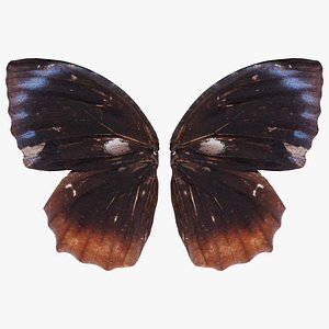 Common Palmfly Remastered 3D