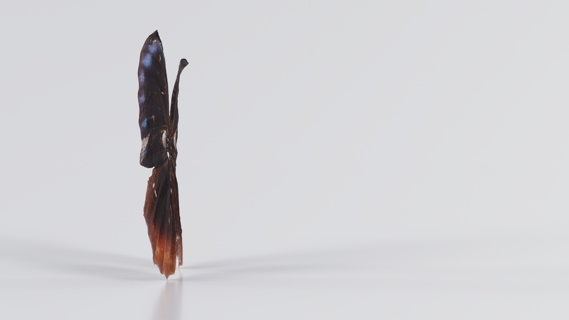 Common Palmfly Remastered 3D https://p.turbosquid.com/ts-thumb/KW/q4unwd/bs/common_palmfly_05/jpg/1740092960/1920x1080/fit_q87/20e462949ebefa6843ccbd526f4fabdbcfd5f958/common_palmfly_05.jpg