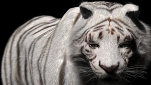 rigged fur white tiger 3d model