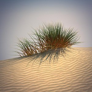 3d desert grass set