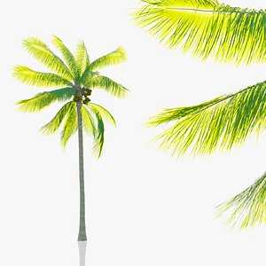 Palm Trees Pack