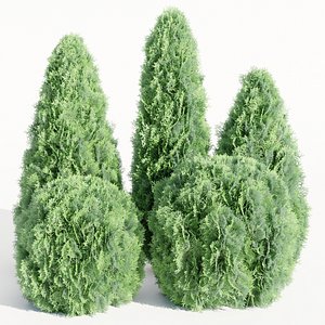 3D Thuja Smaragd Collection vol 138-Blender