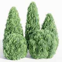 Thuja Smaragd Collection vol 138-Blender-3dmodel