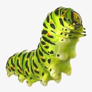 Papilio Machaon Caterpillar Creeps with Fur