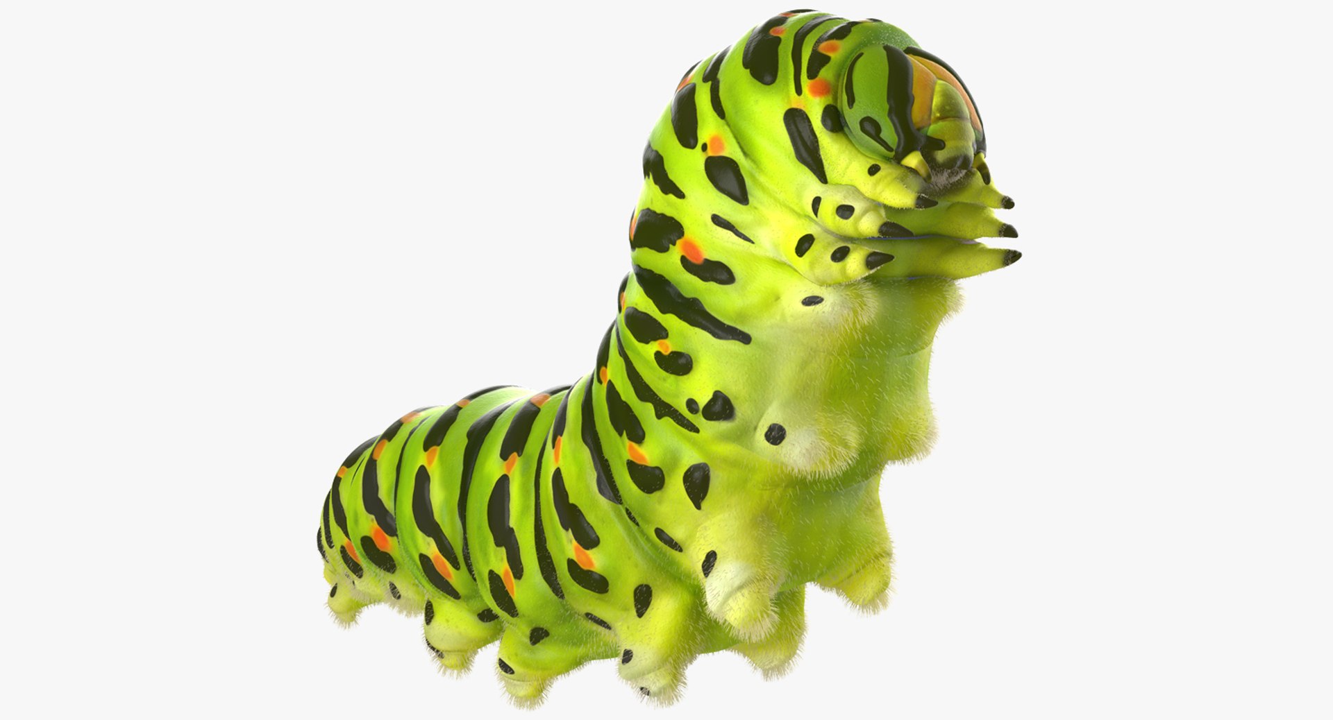 Papilio Machaon Caterpillar Creeps with Fur 3D model preview