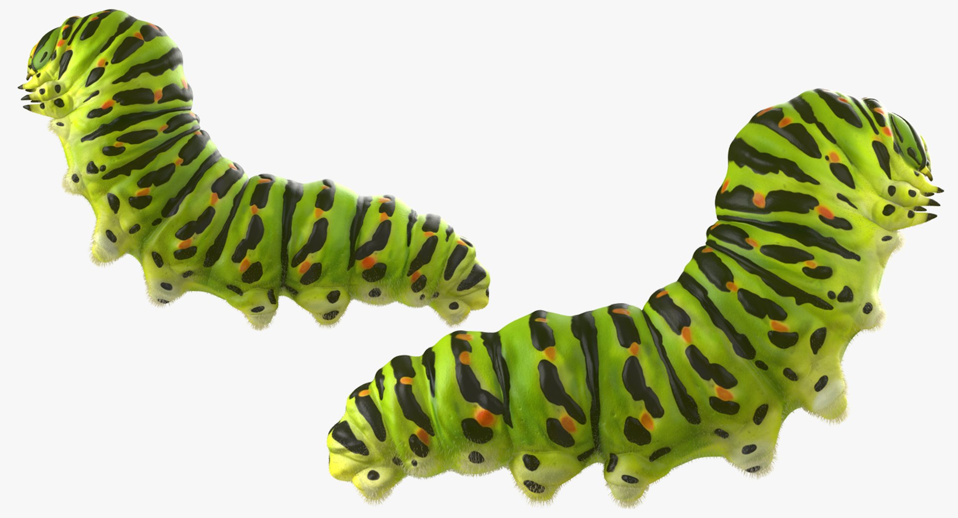 3d model caterpillar fur papilio machaon