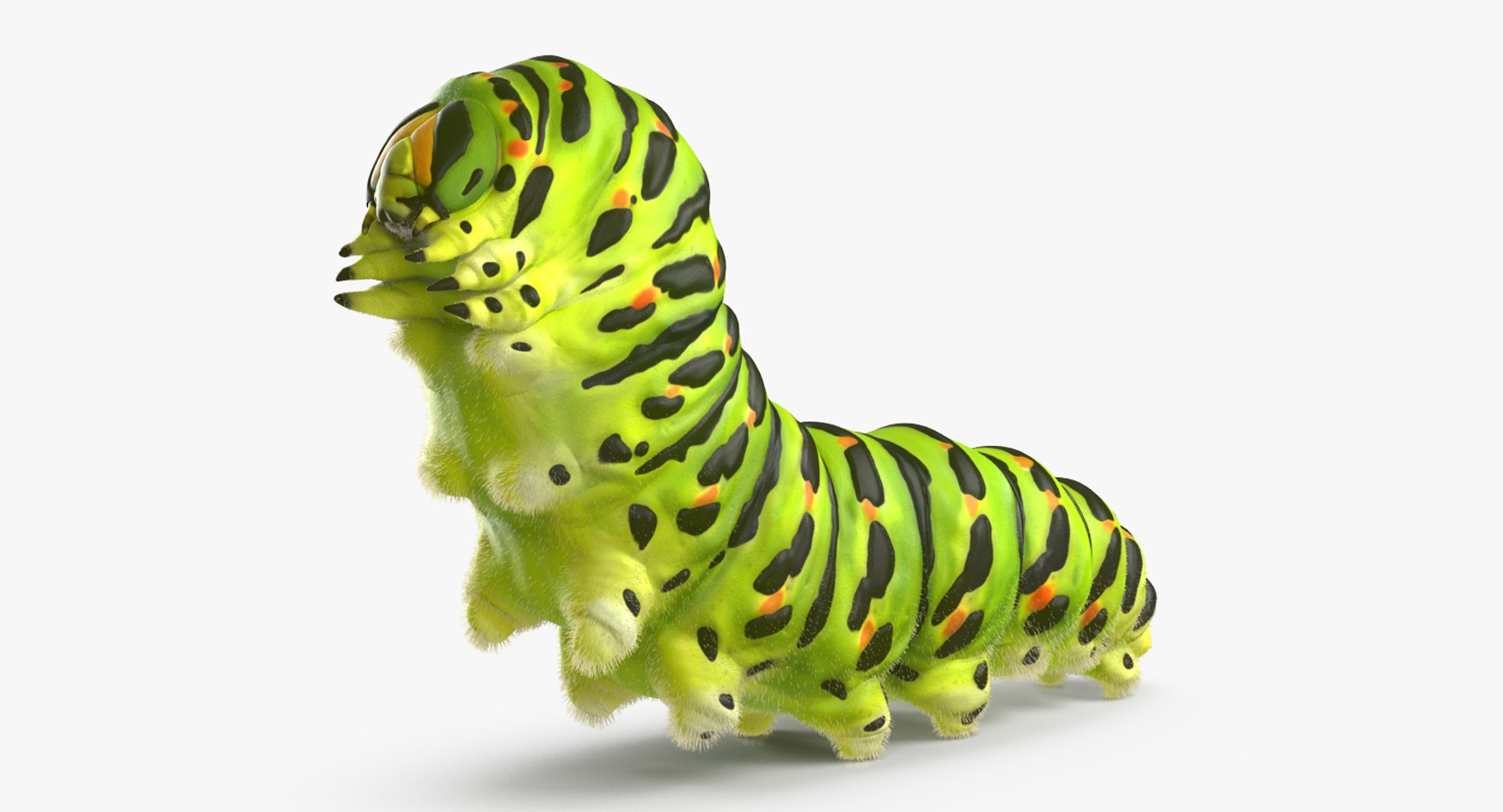 3d model caterpillar fur papilio machaon