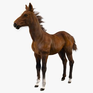 horse foal model