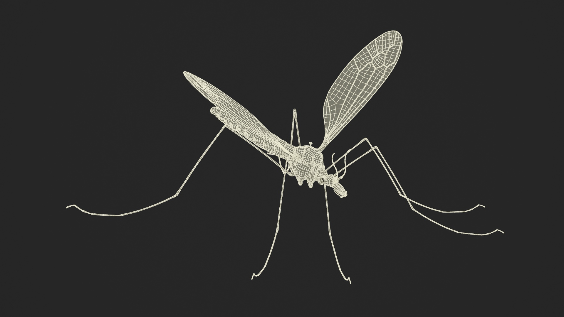 3D Model Crane Fly Mosquito Fur - TurboSquid 2229905