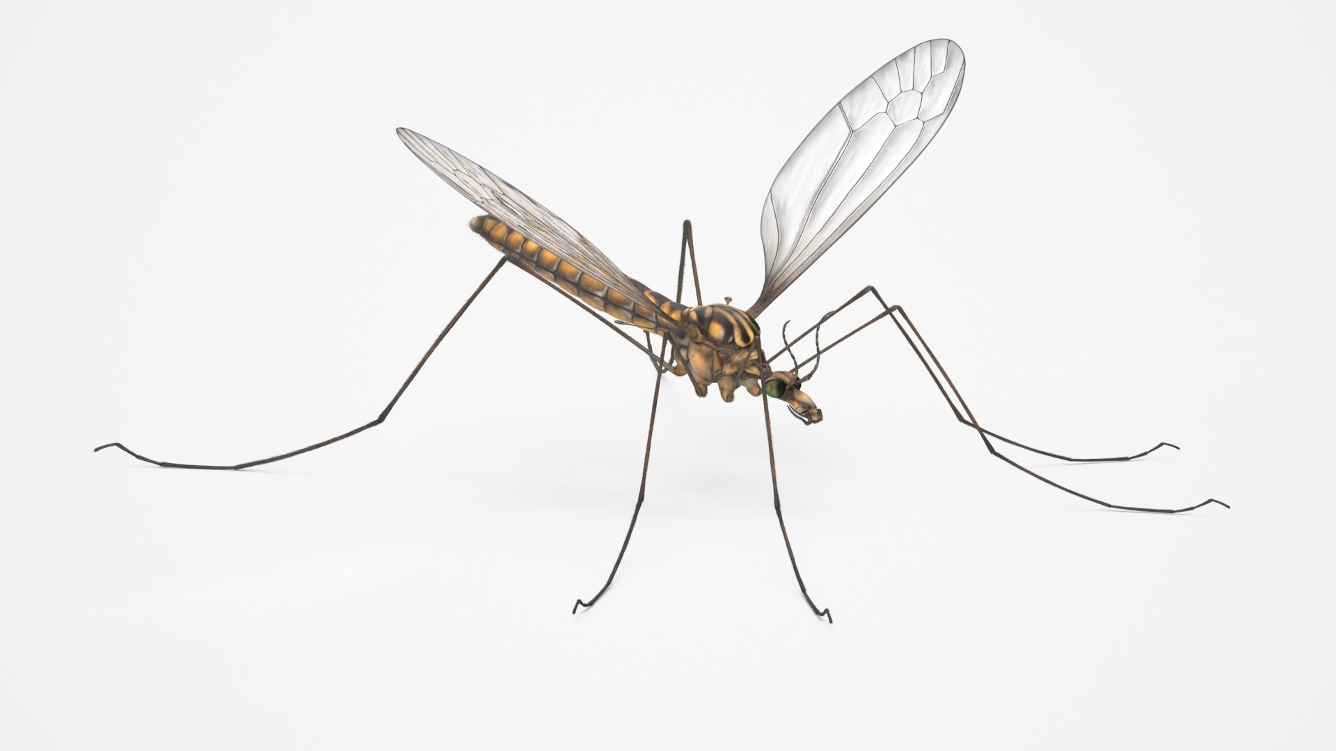 Crane Fly Mosquito Fur 3D model preview