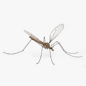 3D model Crane Fly Mosquito Fur