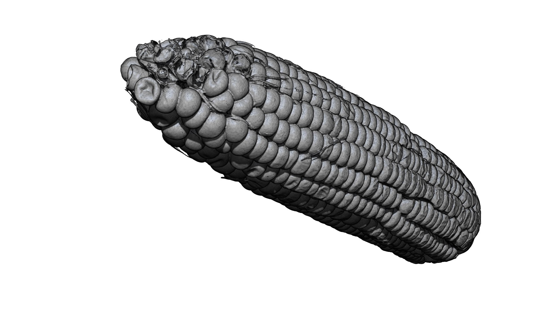 3D Model Corn 3D CT Scan Model - TurboSquid 1945180