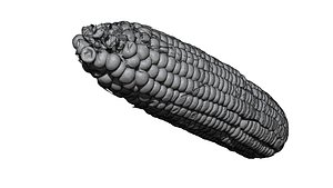 3D model corn 3D CT scan model