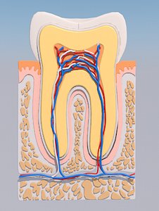 tooth cross section 3D model