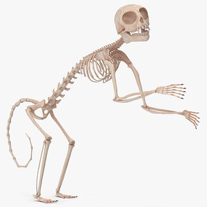 Pigmy Marmoset Skeleton Standing