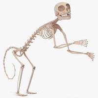 Pigmy Marmoset Skeleton Standing