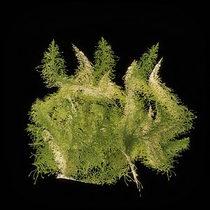Moss Low Poly 7
