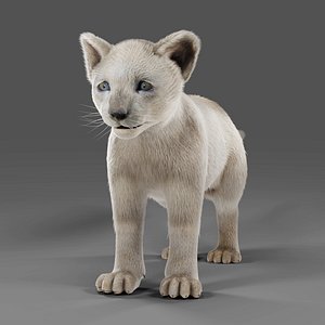 3D model Fur White Lion Cub No Rigged