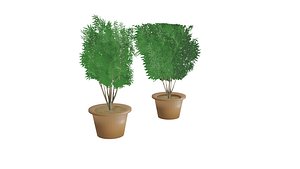 3D model marijuana ornamental plant